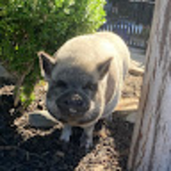 lily_pig